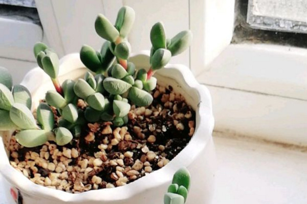 鹿角海棠叶子皱巴巴怎么办,鹿角海棠叶子皱了