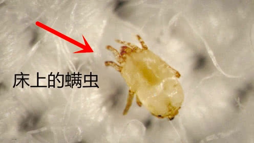 为什么人类是世界上最奇特的生物,细菌的演化过程