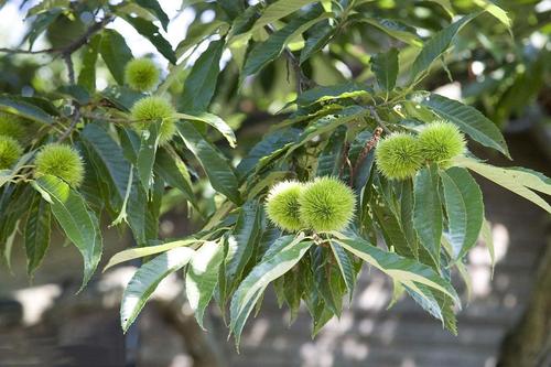 板栗怎么管理早结果多,板栗树枝枯萎是什么原因