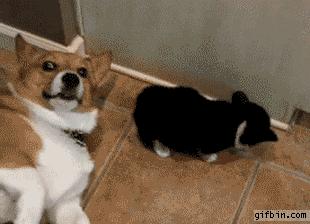 优雅屁学，在线教你闷声放大屁...