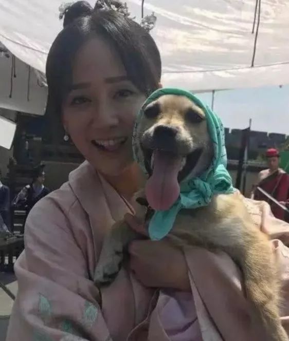 哪些明星养猫最好养,盘点明星们养的宠物