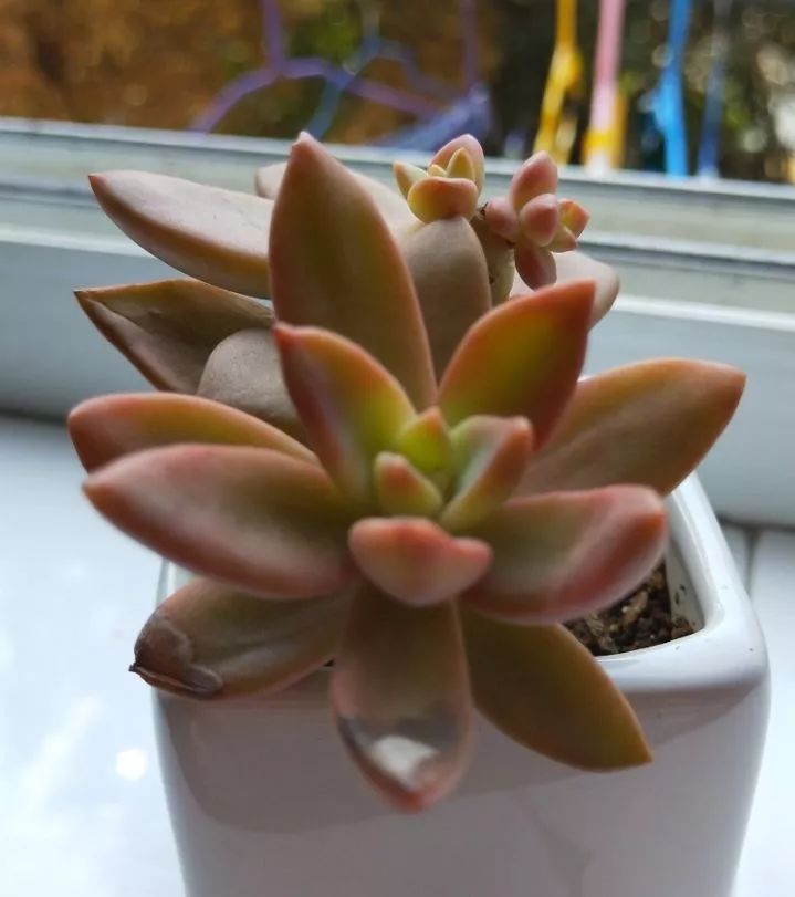 大四老学姐的寝室生活,养肉路上的真实感受