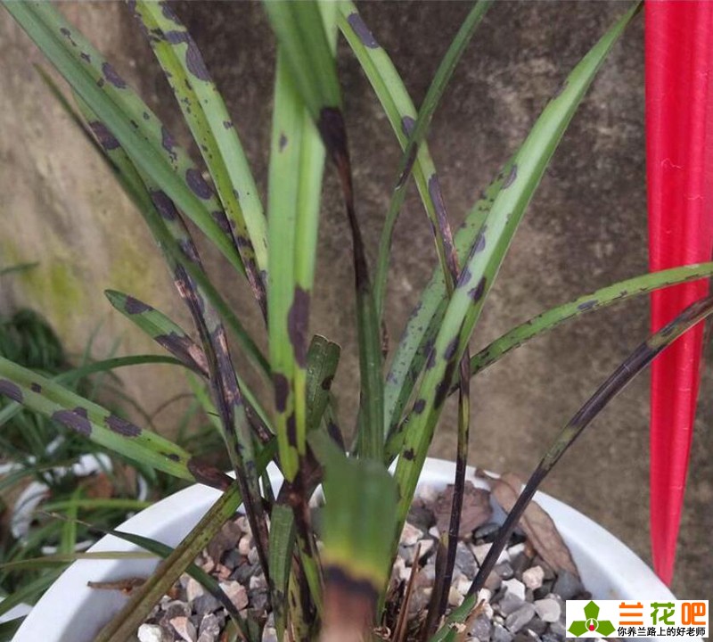 兰花叶片有黑斑怎么治,兰花叶片黑斑原因和补救方法