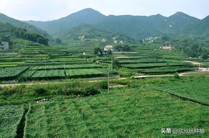 种瓜蒌是骗局吗,种瓜蒌好种吗