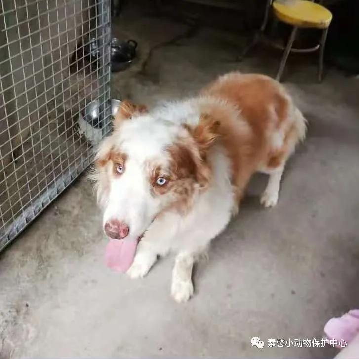 领养代替购买|2021年6月份福州线上宠物领养活动