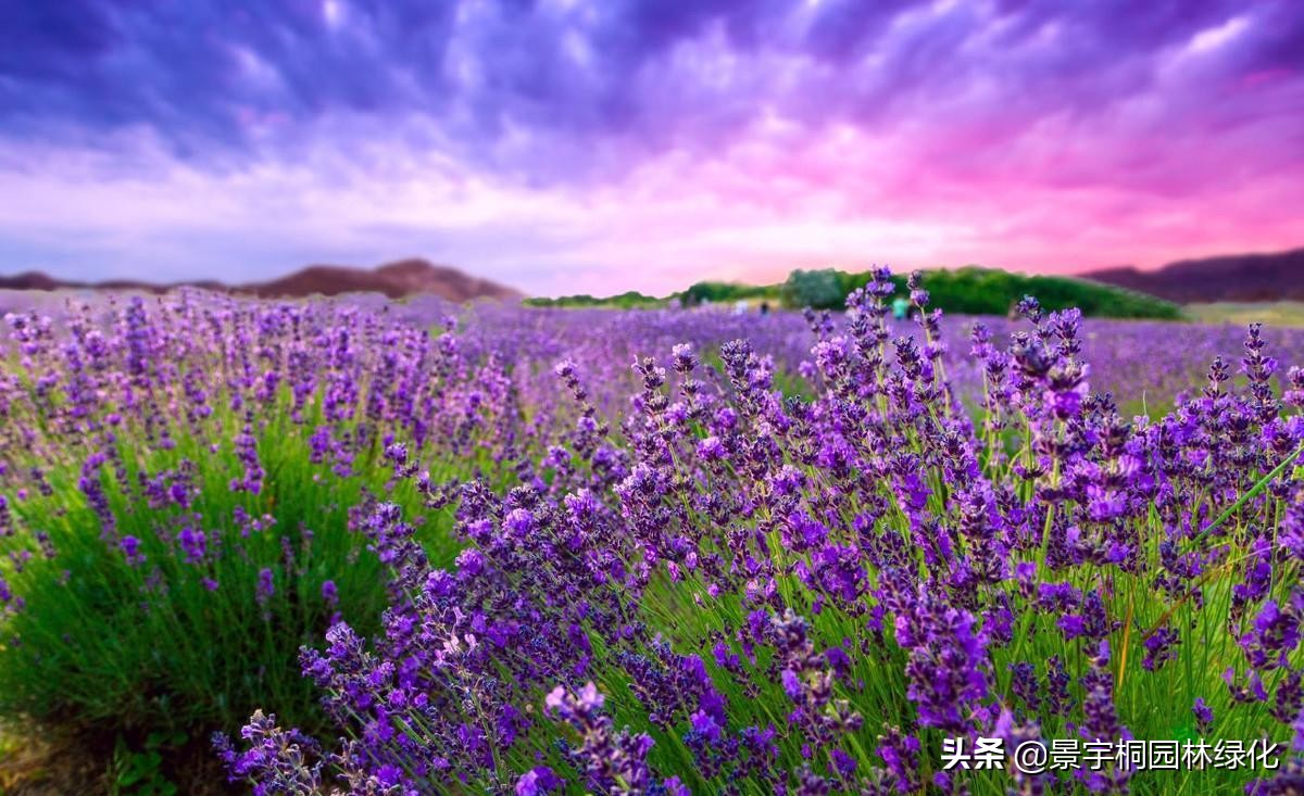 熏衣草种子哪里有卖的,薰衣草种苗价格多少
