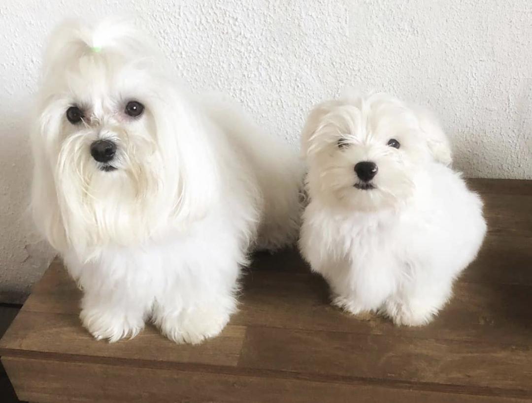 惹人喜爱的萌犬,萌犬