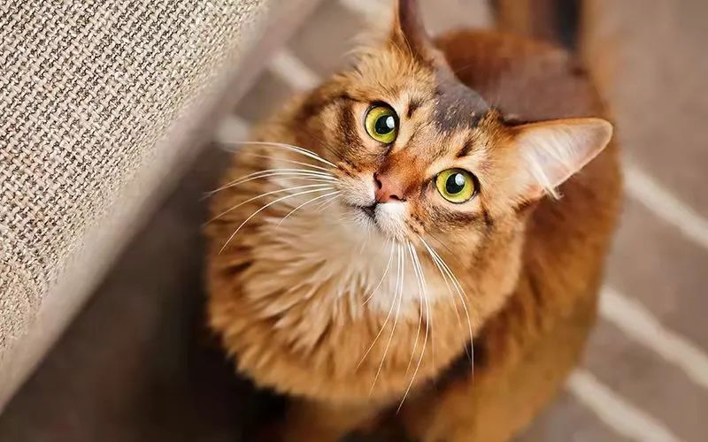 猫咪胡须弯了是病么,猫咪疲劳的表现