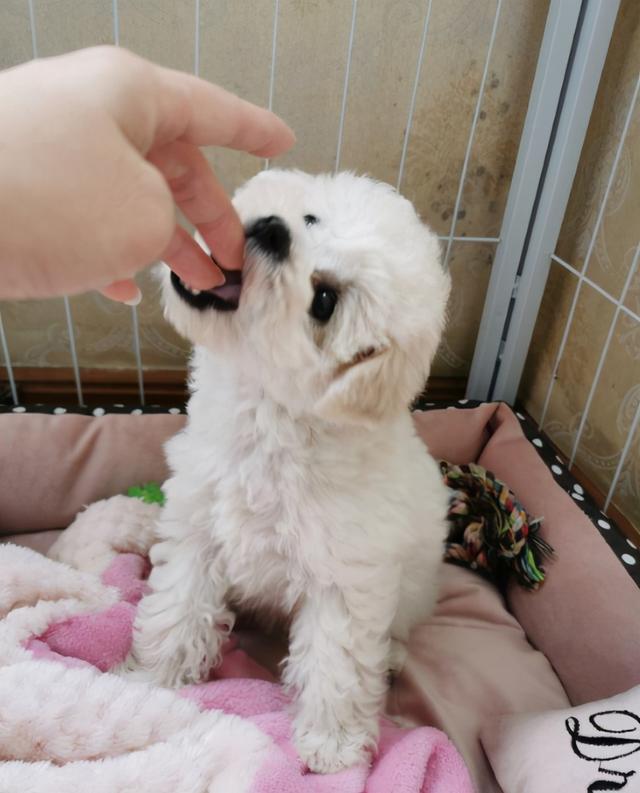 比熊舔人代表什么,比熊舔主人的嘴是什么意思