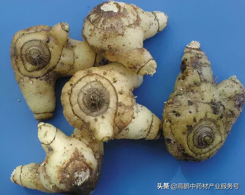 高鹏说药材金银花,高鹏说药材远志