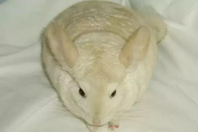 龙猫基因原理,龙猫的血统