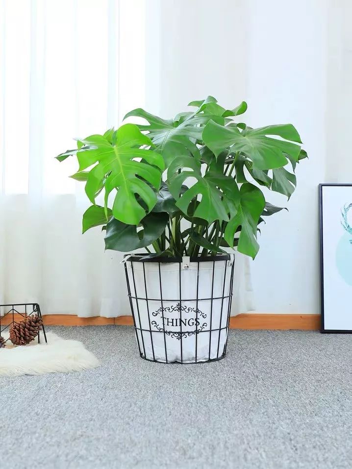 净化空气吸甲醛最好的植物大盆栽,净化空气除甲醛室内最佳植物排名