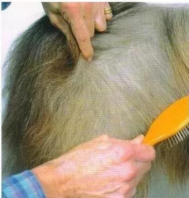 长毛犬如何让毛不打结,长毛犬打理视频