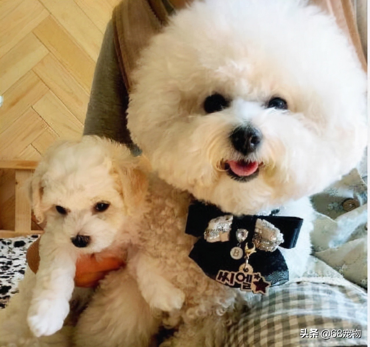 12星座适合养什么狗,12星座的女生适合养什么狗