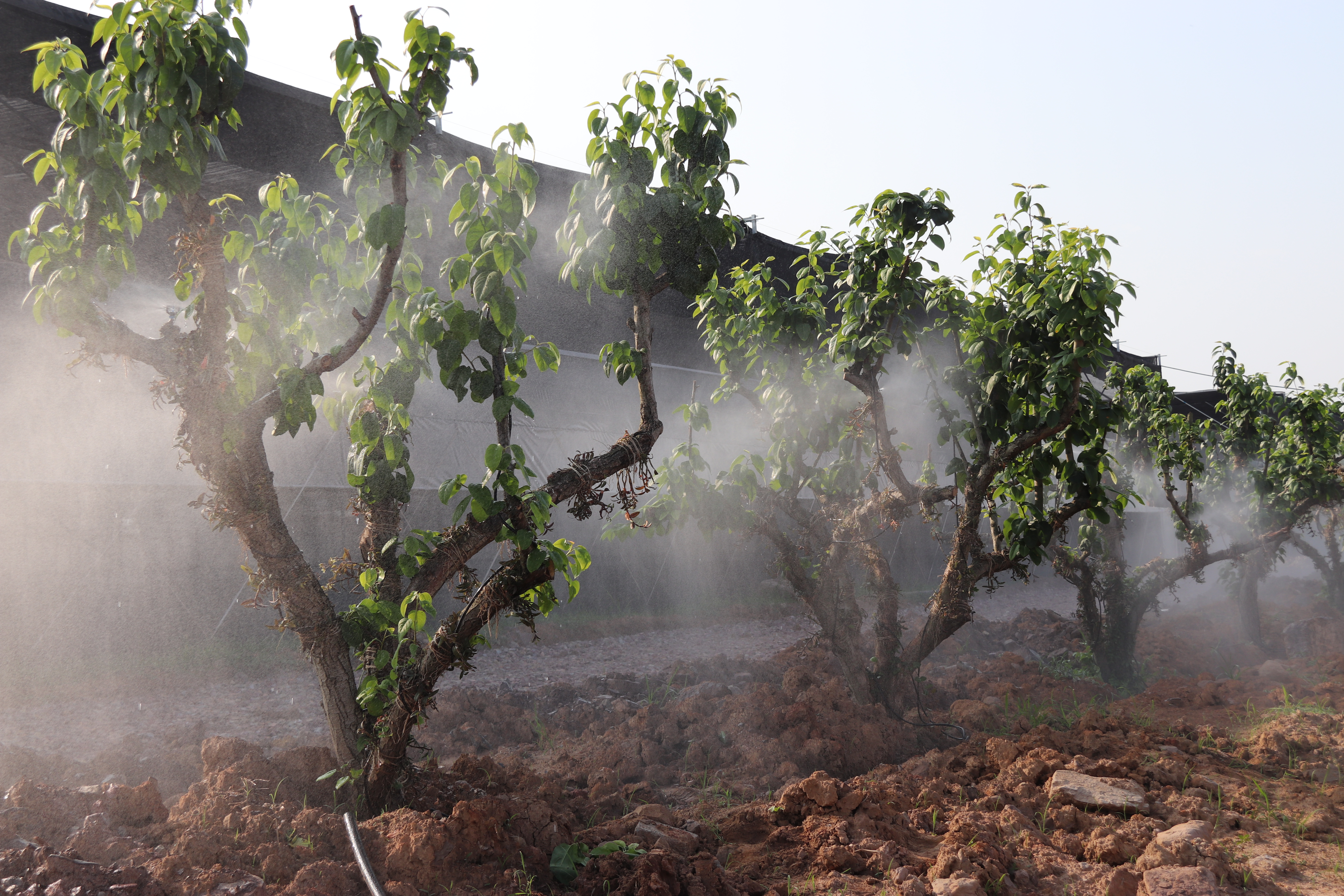 森宇集团森山小镇,森宇和森山