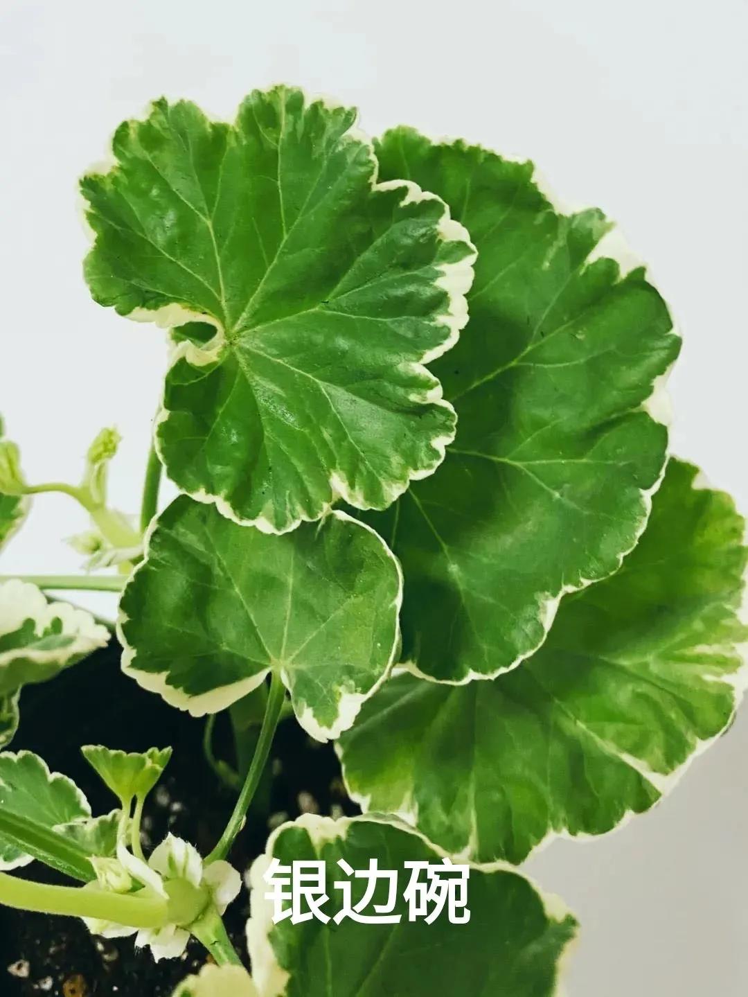 阳台天竺葵容易爆花品种,天竺葵最能开花的品种