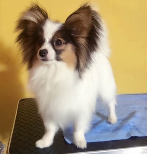 最有颜值的几种小型犬,什么品种的小型犬长大后最难看