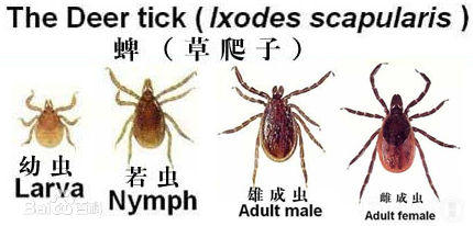 怎么预防狗狗被蜱虫叮咬,怎样预防蜱虫狗狗