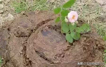鸡粪羊粪和牛粪哪个肥效高,鸡粪和牛粪做底肥哪个好