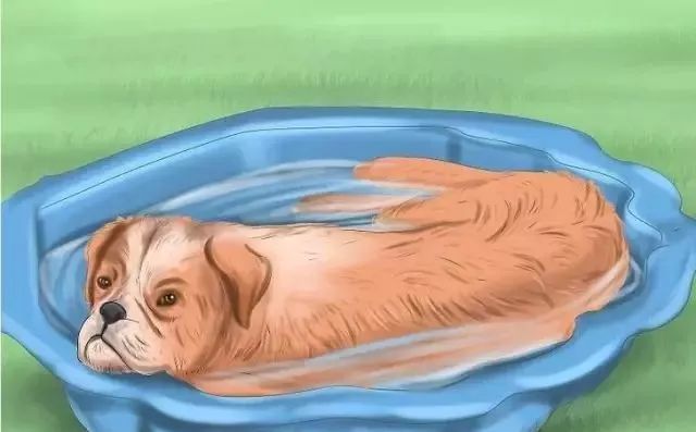狗狗中暑后好几个小时站不起来,狗狗中暑症状和解救方法及其价格
