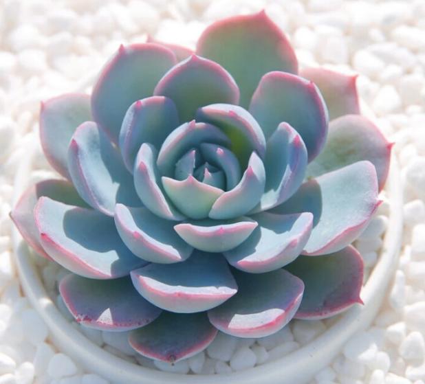 美丽的兰花怎么养活的呢,蓝石莲多肉植物怎么养