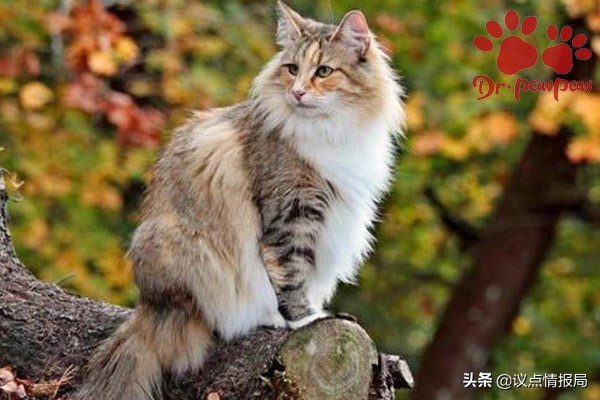 猫咪误食绿萝吐了怎么办,猫咪用普安特驱虫药怎么样