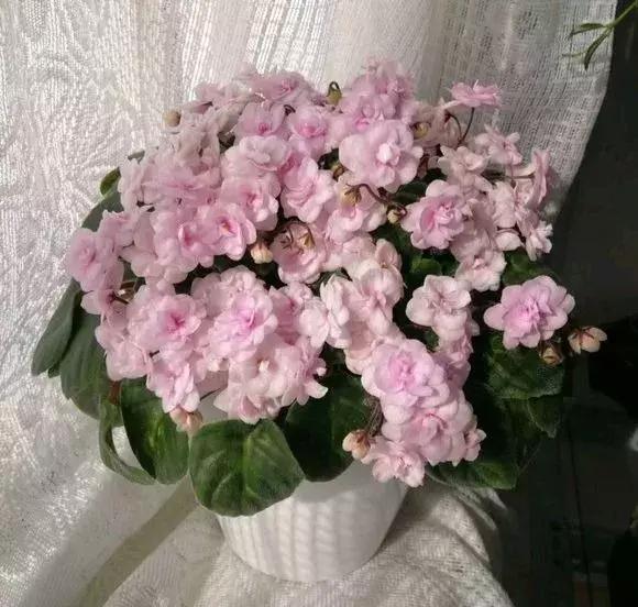 这6种花给点水就爆盆懒人必备,插枝最好养的四种花