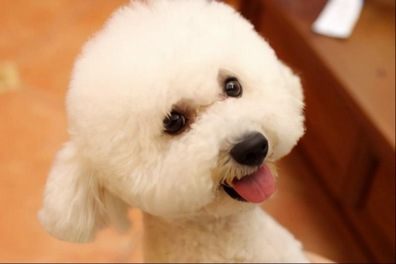 棕色泰迪配什么色泰迪比较好看,泰迪颜色好看排名