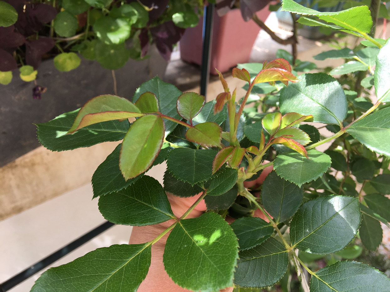 月季花怎么修剪花多好看,月季花怎么修剪才能多开花