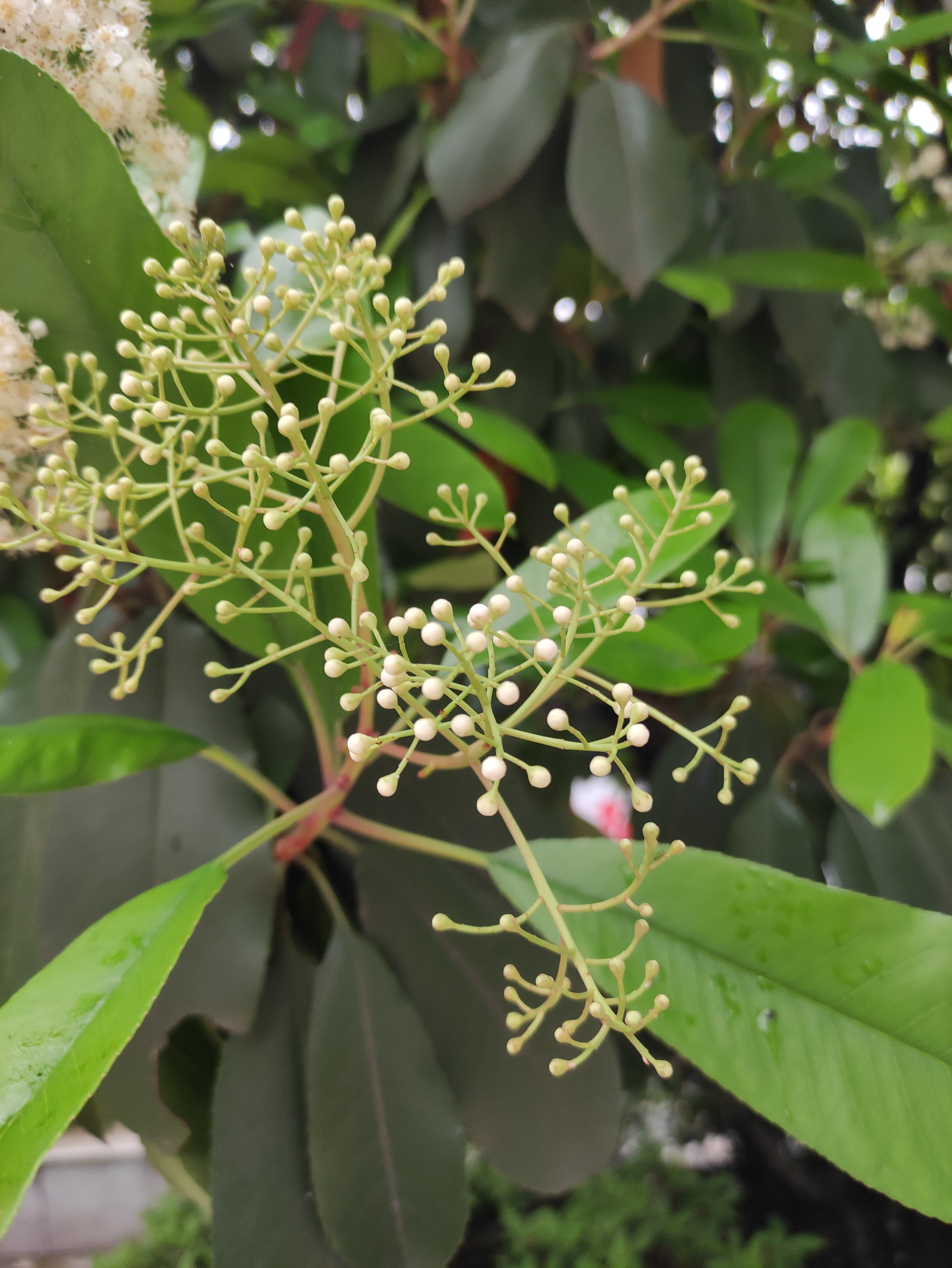 石楠树臭为什么还要种,石楠树有什么优点