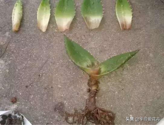 芦荟叶片干瘪？都是这“6个方面”造成的，教你快速让叶片变水嫩