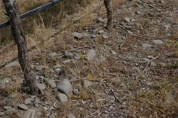 新西兰名庄葡萄酒怎么样,新西兰名庄酒