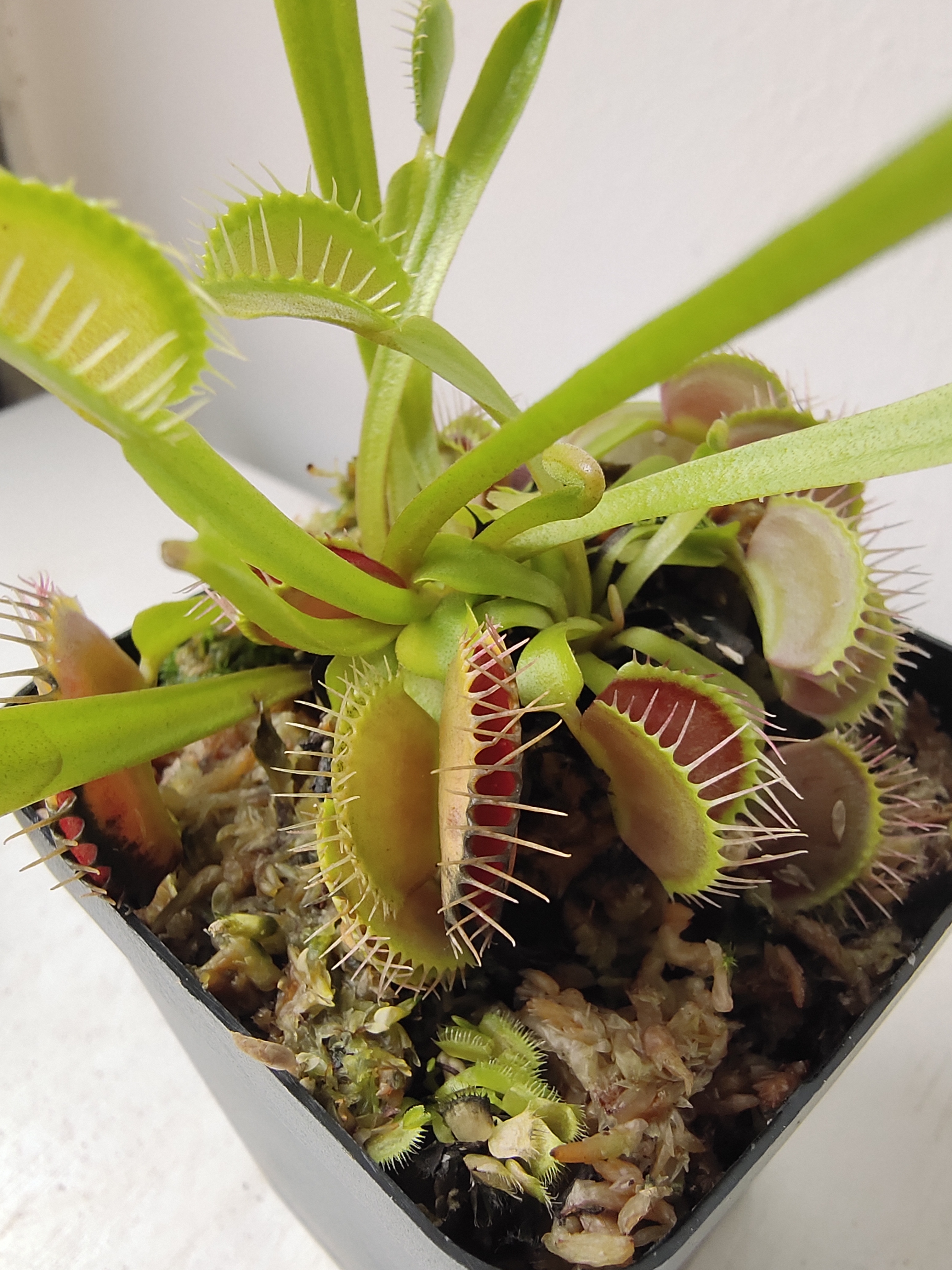 捕蝇草不健康怎么办,捕蝇草5大禁忌