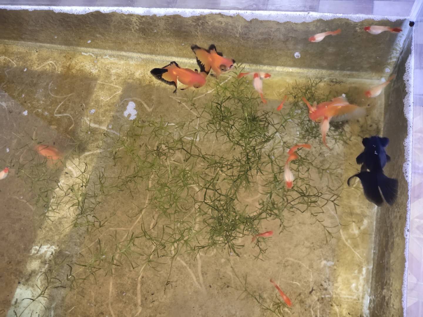 鱼缸水面上的泡沫什么样属于正常,鱼缸水面漂浮多少泡沫需要清理