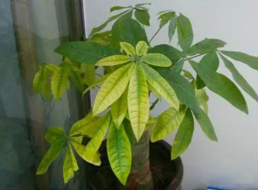 发财树叶子变黄是什么原因引起的,啤酒浇发财树叶子好吗