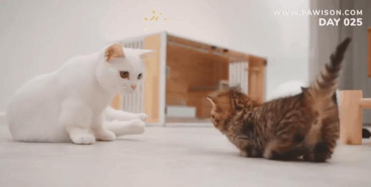 国家一级保护野生猫,国家一级保护哺乳动物名单