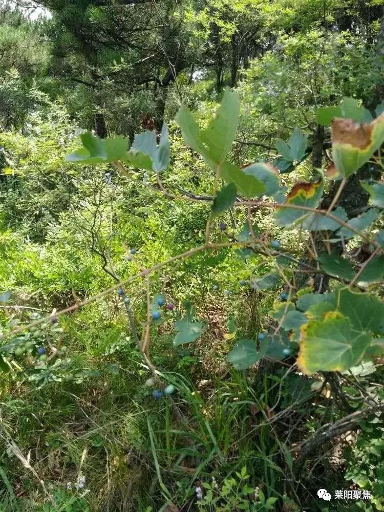 莱阳最古老的村,莱阳朱耩村