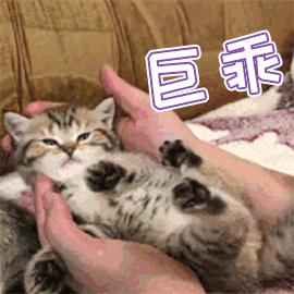 养猫真的很费钱吗？才不是呢。亲身经历告诉你养猫需要多少钱