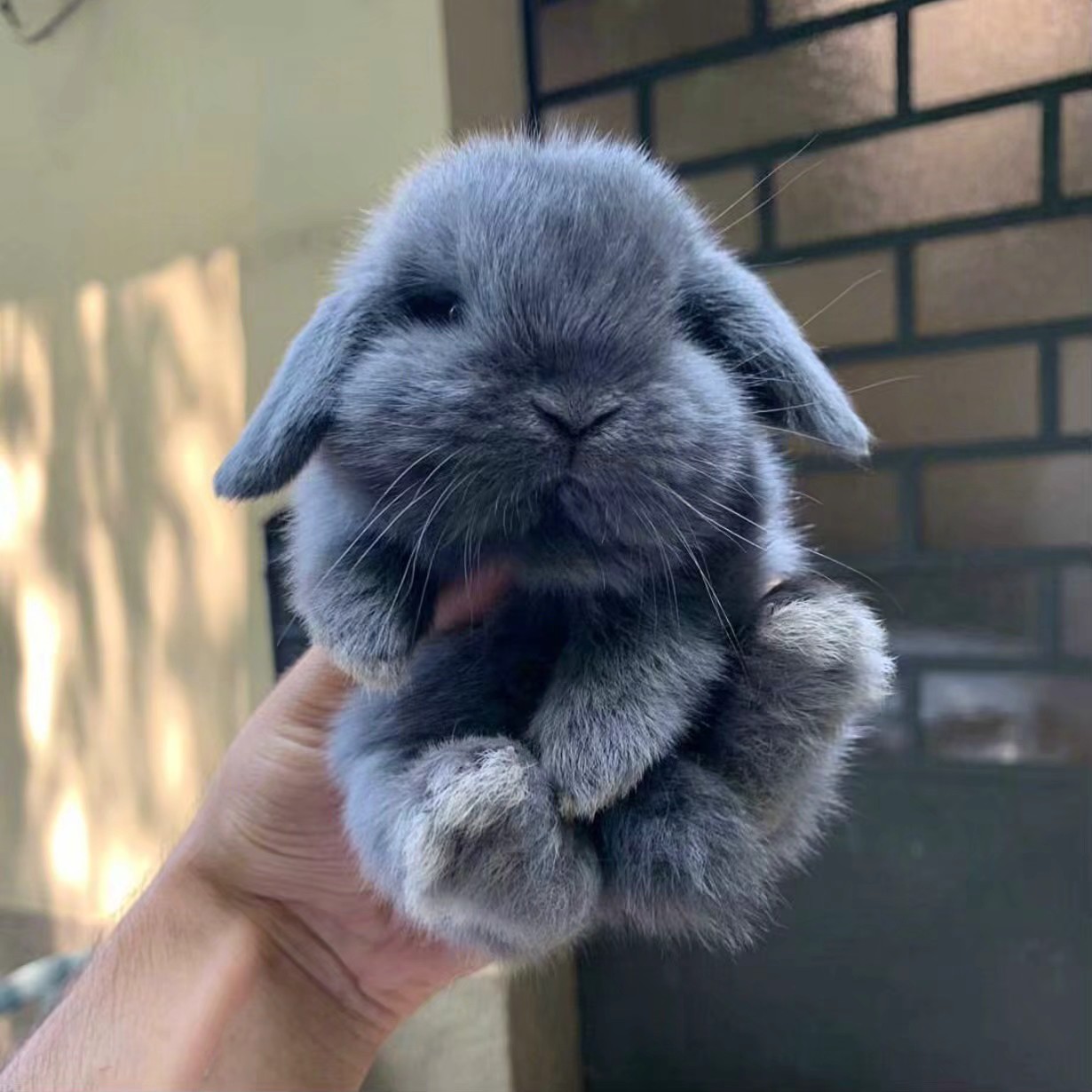 兔兔怕掉毛吗,兔兔眼睛红肿结痂毛掉了怎么回事