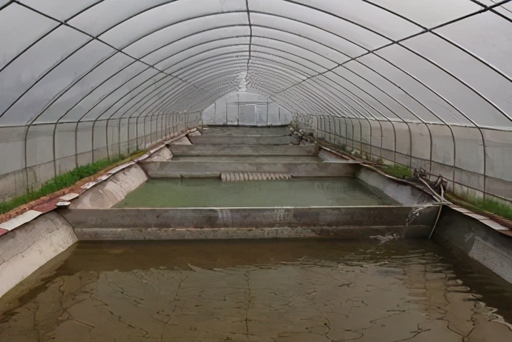 养甲鱼姚志刚,致富经姚志刚甲鱼