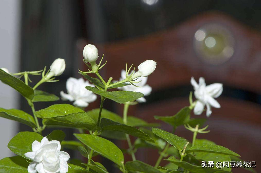 来自法国巴黎的“浪漫”,要想搬回家,“法国香水茉莉”能实现