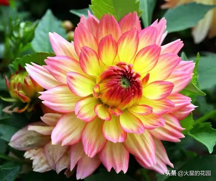 什么原因导致植物闷根,植物为什么闷根会死