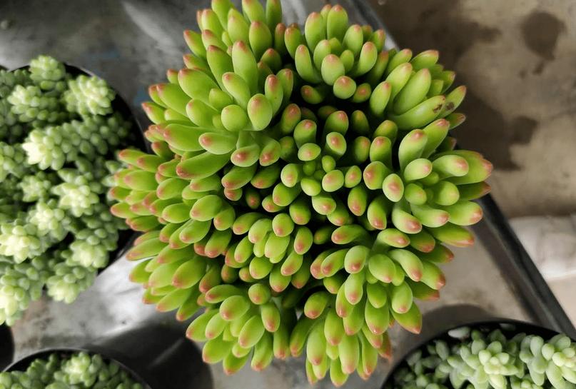 多肉芽点不爆侧芽怎样处理,多肉怎么爆侧芽不用药