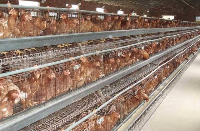 想养殖应该去哪里发展,想养殖