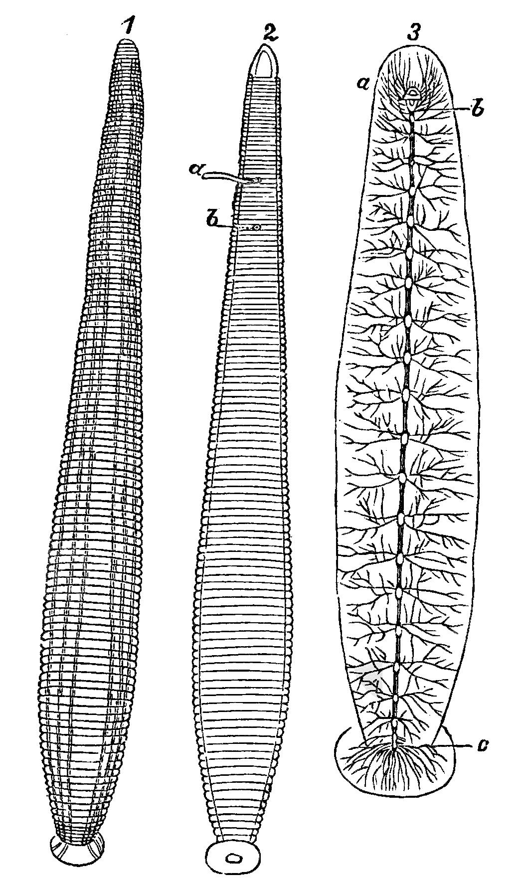 水蛭吃进肚子里能活吗,水蛭在牛肚子里能存活吗