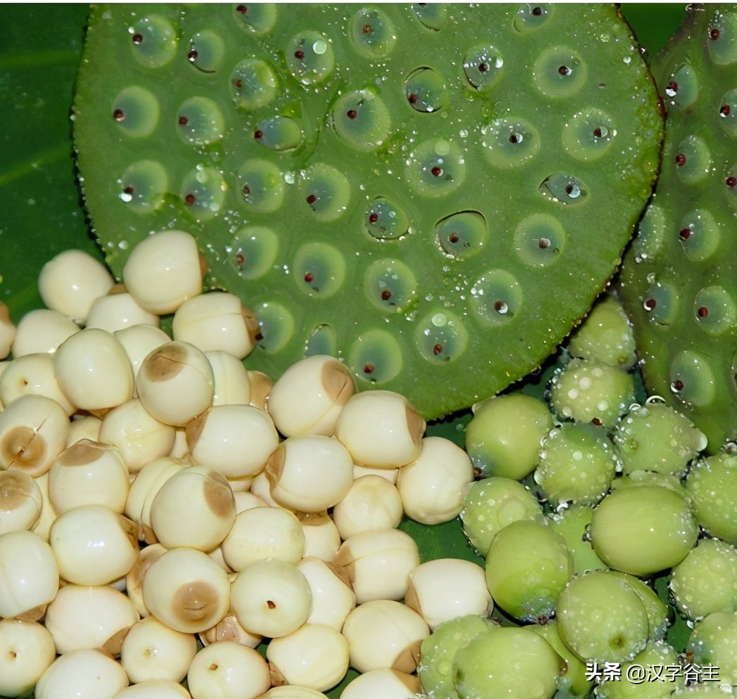 汉字植物课：大语文这样学，把与荷花有关知识及字词诗文一网打尽