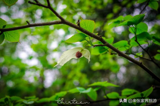 大美张家界之天门山狐仙,张家界旅游天门狐仙值得看吗