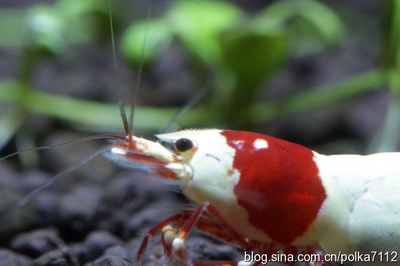 水晶虾产卵用单独饲养吗,水晶虾饲养视频教程
