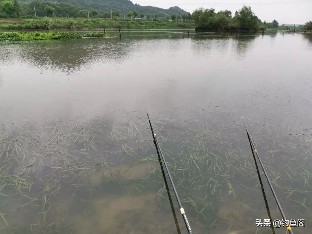 秋高气爽的天气怎样钓好鱼,夏天天气很热鱼怎么钓最好