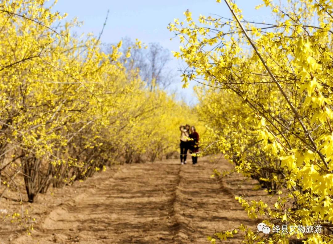 美丽乡村百花开,美丽乡村百花节
